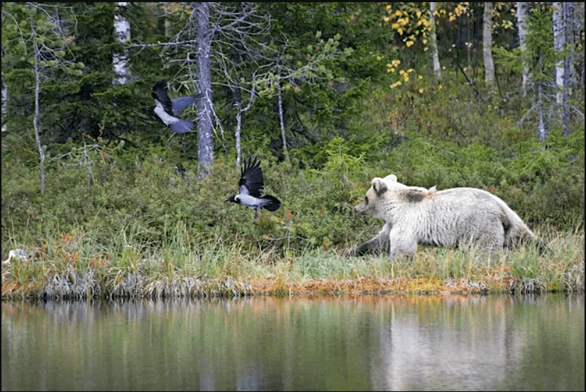 Bardzo rzadki biały niedźwiedź złapany na kamerze przez profesora z Centrum Zasobów Naturalnych