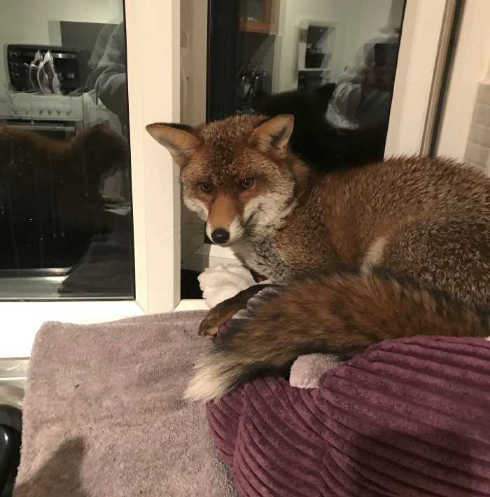 Kobieta znajduje dzikiego lisa śpiącego na swoim łóżku dla kota i nie chce wyjść