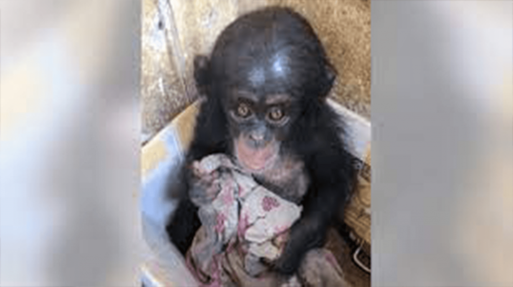 Mały szympans był trzymany w pudełku przez miesiące, gdzie dla wygody trzymał się starego materiału