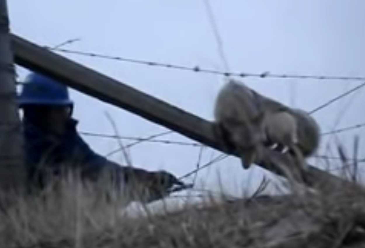 Mężczyzna ratuje kojota, który utknął w ogrodzeniu z drutu kolczastego