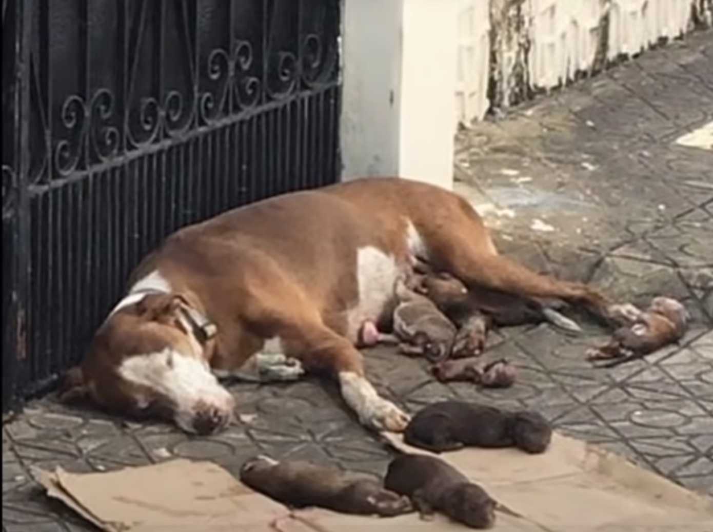 Głodująca mama pies i jej niedożywione noworodki uratowane w samą porę