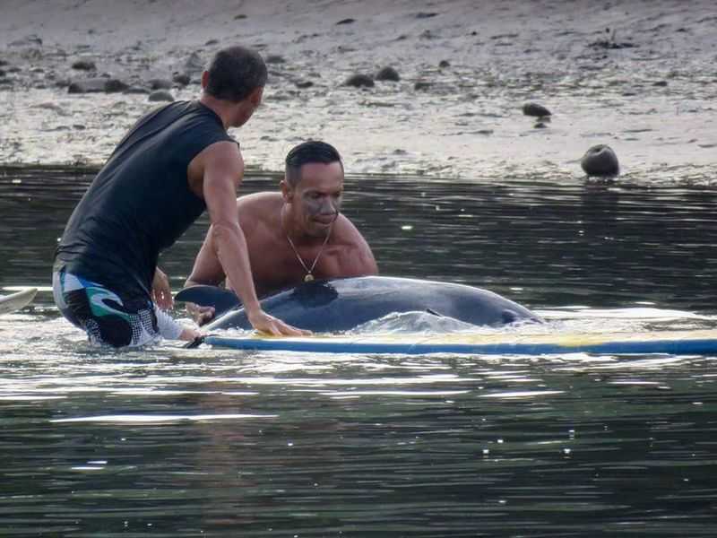 Surferzy usłyszeli płacz małego wieloryba i przybiegli mu pomóc