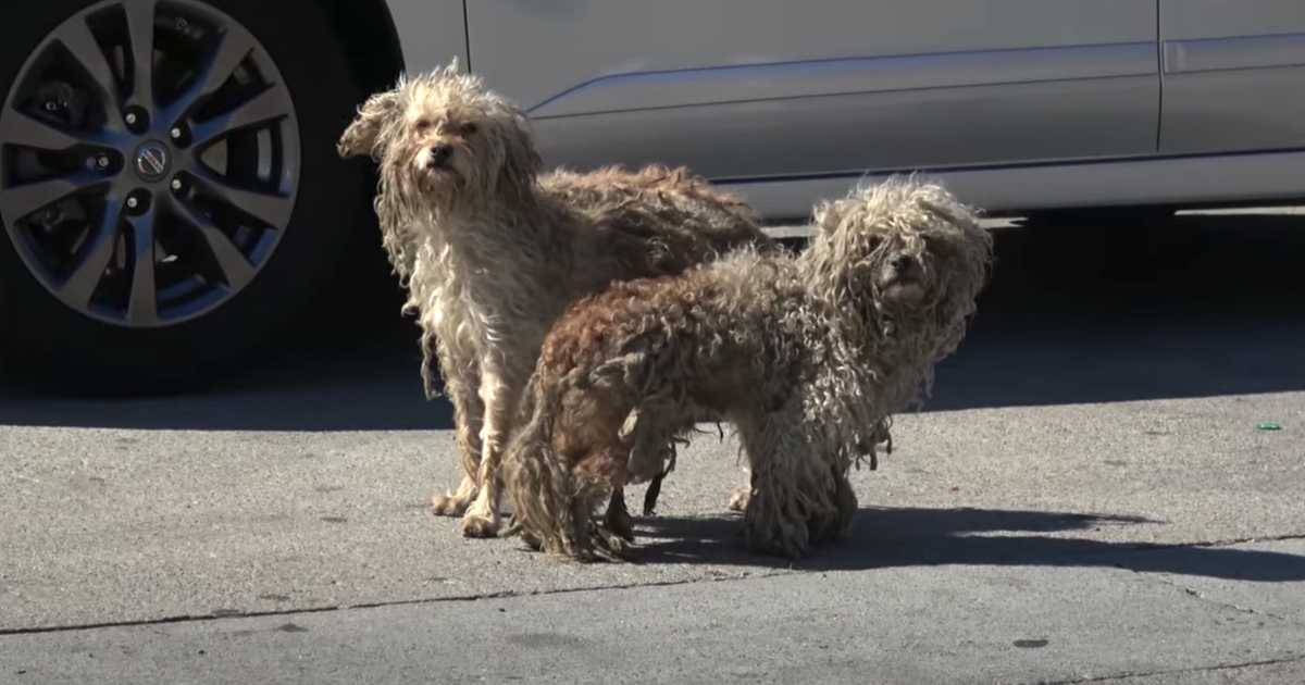 Dwa bezdomne psy miały się tylko tutaj, na przeciętnych ulicach