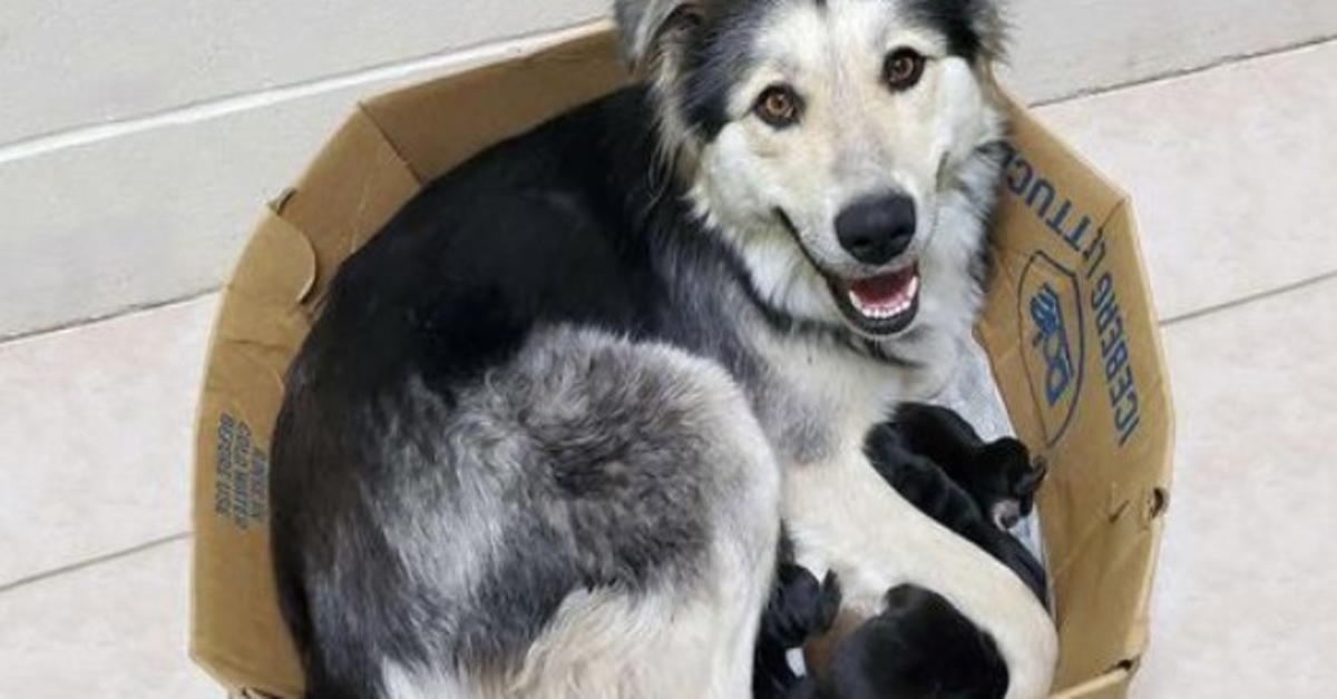 Psia mama i jej 9 szczeniąt znalezionych porzuconych i zamkniętych w pudełku, aby nie mogły uciec