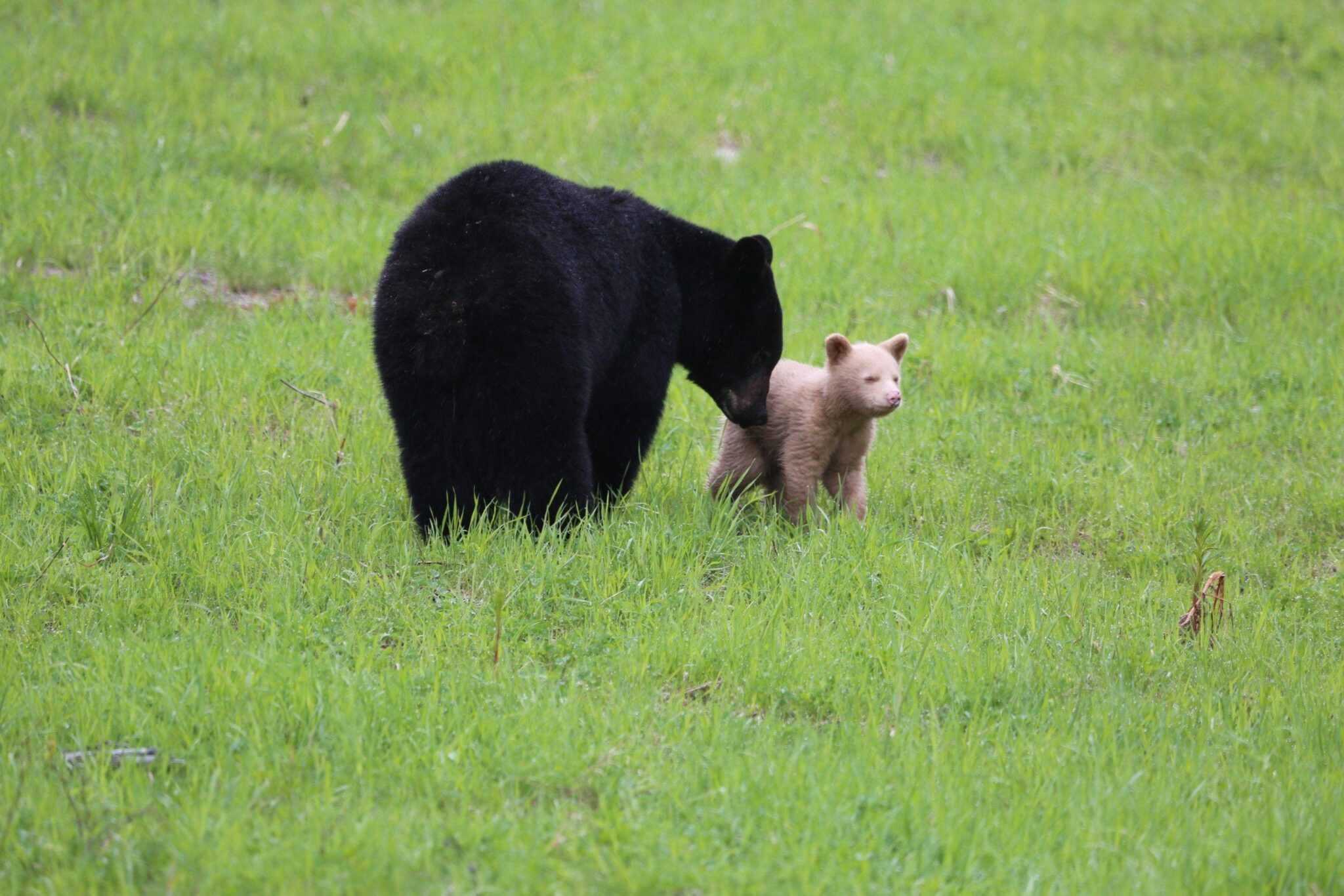 Niedźwiadek w kolorze kremowym zauważony podczas zabawy ze swoją czarną matką