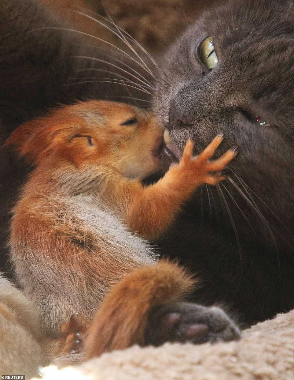 Cztery osierocone wiewiórki znajdują czułą miłość po tym, jak zostały adoptowane przez mamę kot